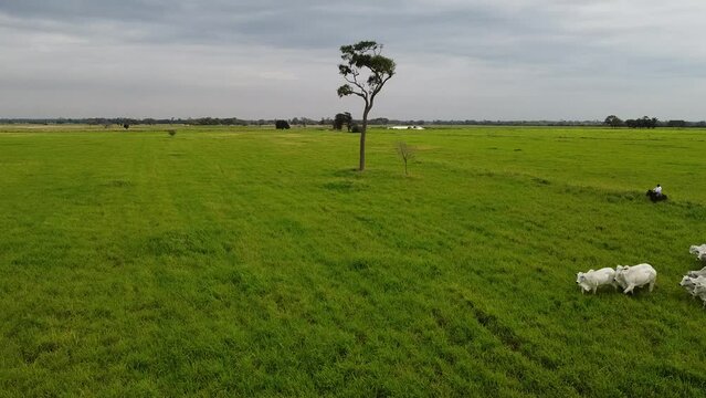Cowboys on horseback with white cows in Santa Cruz - Bolivia