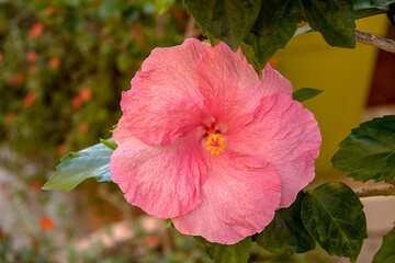 Nahaufnahme eines rosa Hibiskus © Walter