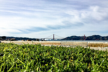 Golden Gate Grass
