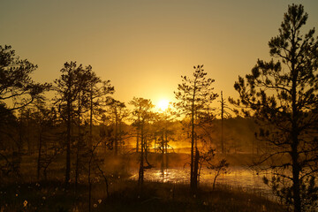 yellow bright sunrise dawn on the swamp. Reflections of trees in lakes. Sunset, warm light and fog. Viru swamps Estonia
