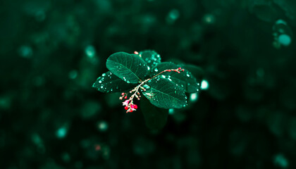 The green leaves of a plant growing in the forest are covered with transparent clear drops of summer rain. Nature and weather.