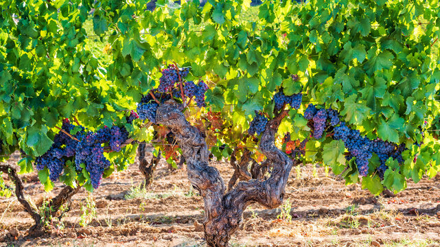 Cannonau grape. Bunches of ripe grapes among the branches of an old vine stock. Agriculture.