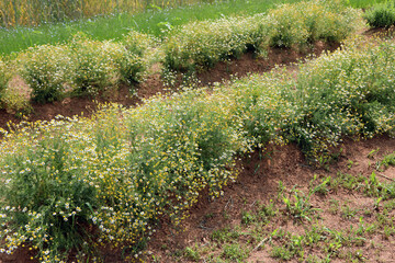 field cultivated with chamomile flowers for the production of relaxing herbal teas