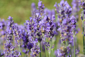 Bee insect sucking nectar from fragrant lavender flowers useful for pollinating other plants