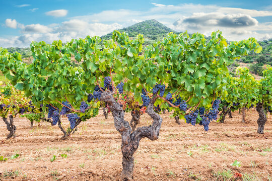 Cannonau grape. Bunches of ripe grapes among the branches of an old vine stock. Agriculture.