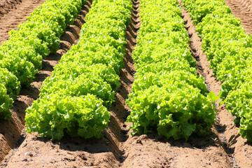 green head of fresh lettuce grown in the cultivated field