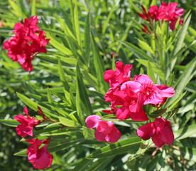 oleander flowers the typical flowering plant of the Mediterranean area that blooms