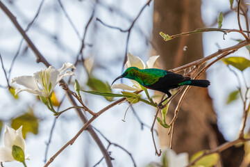 A male Greater double collared Sunbird (Cinnyris afer) perched on a branch, Sabi Sands Game Reserve, South Africa.