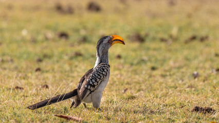 Yellow-billed hornbill ( Tockus Leucomelas) sitting on the ground,  Sabi Sands Game Reserve, South Africa.