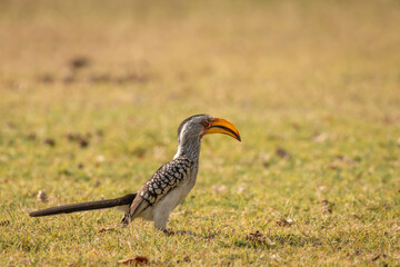Yellow-billed hornbill ( Tockus Leucomelas) sitting on the ground,  Sabi Sands Game Reserve, South Africa.