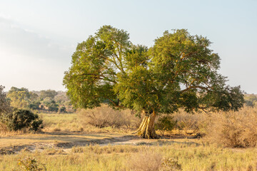 A big old fig tree, Sabi Sands Game Reserve, South Africa.