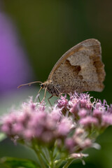 Makrofoto eines Schmetterlings auf Blüte