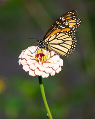 Monarch Butterfly feeding on pale pink zinnia