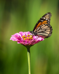 Fototapeta na wymiar Monarch Butterfly on Pink Zinnia
