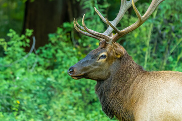 Closeup Portrait of Bull Elk with a full rack of antlers