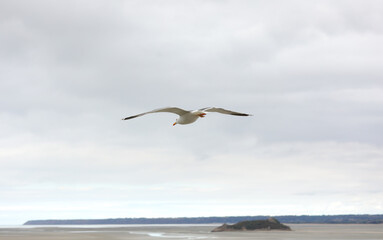 Fototapeta na wymiar white seagull with yellow beak flying free in the sky above the promontory