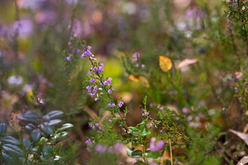 Purple flowers common heather