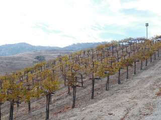 Obraz premium vineyard in fall