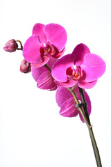 beautiful purple Phalaenopsis orchid flowers, isolated on white background