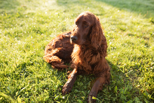 Beautiful happy Irish Setter dog is lying in grass on a beautiful summer day. Copy space