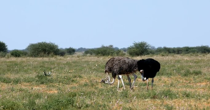 Big flightless bird. Ostrich family, male and female, (Struthio camelus) in natural habitat Etosha, Namibia wildlife safari.