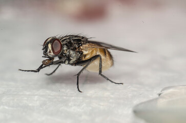 Big black fly with red eyes. Macro shot
