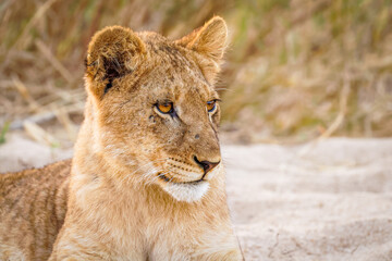 Fototapeta na wymiar Portrait of a young lion cub ( Panthera Leo), Sabi Sands Game Reserve, South Africa.