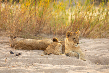 Two young lion cubs ( Panthera Leo) resting, Sabi Sands Game Reserve, South Africa.