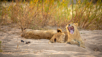 Two young lion cubs ( Panthera Leo) resting and one yawning, Sabi Sands Game Reserve, South Africa.