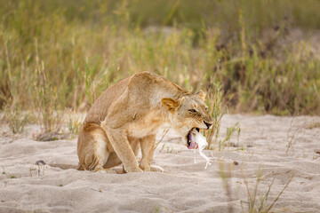 Lioness ( Panthera Leo) vomiting, Sabi Sands Game Reserve, South Africa.