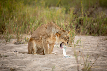 Lioness ( Panthera Leo) vomiting, Sabi Sands Game Reserve, South Africa.