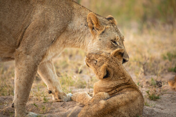 A lioness showing affection to a cub  ( Panthera Leo), Sabi Sands Game Reserve, South Africa.