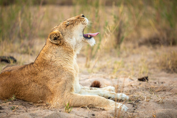 A lioness ( Panthera Leo) yawning, Sabi Sands Game Reserve, South Africa.