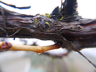 Wet grape vine closeup