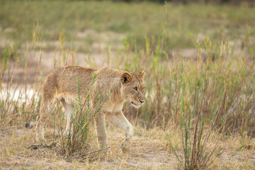 Lion cub ( Panthera Leo) in beautiful morning light, Sabi Sands Game Reserve, South Africa.