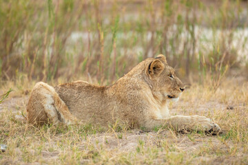 Naklejka na ściany i meble A young lion cub ( Panthera Leo) relaxing, Sabi Sands Game Reserve, South Africa.