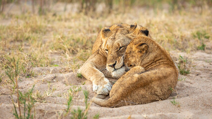 Fototapeta na wymiar A lioness showing affection to a cub ( Panthera Leo), Sabi Sands Game Reserve, South Africa.