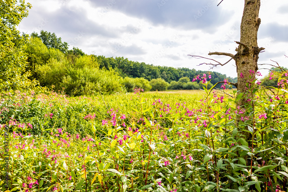 Poster blick über das naturschutzgebiet auetal bei harsefeld in niedersachsen