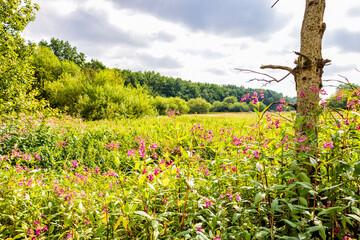 Blick über das Naturschutzgebiet Auetal bei Harsefeld in Niedersachsen