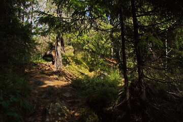 On top of Mount Hidenvuori.