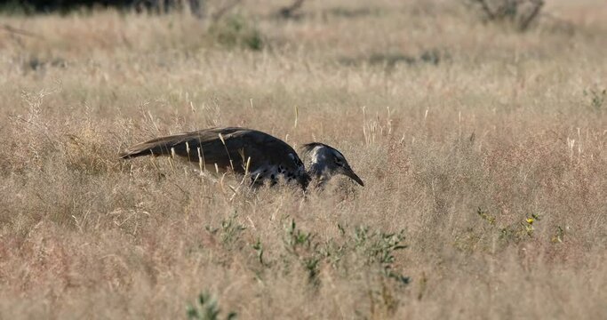 Big flightless bird Kori Bustard in african bush, Etosha Namibie, Africa safari wildlife