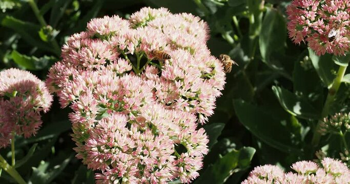(Apis mellifera carnica) Abeilles carnioliennes ou abeilles de carniole butinant sur un Hylotelephium avec leur panier &agrave; pollen