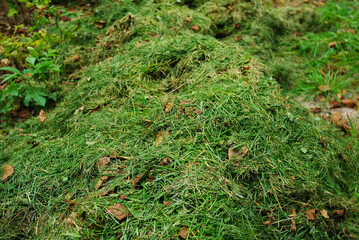 Mowed grass is a natural compost for the soil. Autumn cleanup in the garden. A pile of cut grass. Organic fertilizer. Recycle.