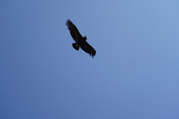 vulture in flight