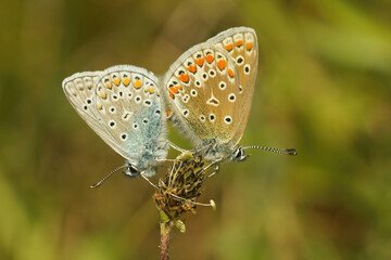 Closeup on a mating couple Common European Icarus blue butterfly, Polyommatus icarus