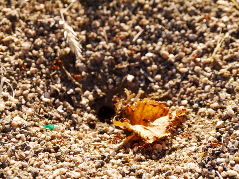 Fire Ants With Leaf