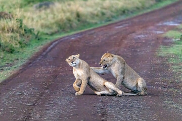 Two young adult lionesses, panthera leo, play on a dirt track in the Masai Mara, Kenya,  at dusk
