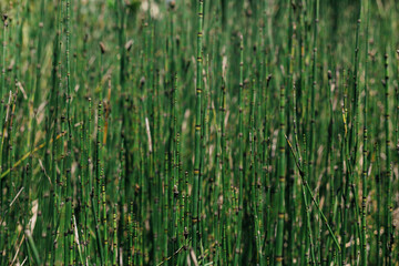 Horsetail Texture