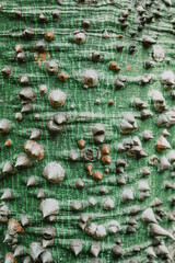 Kapok tree bark texture - Ceiba pentandra