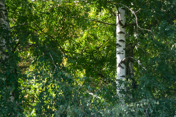 Fototapeta premium The trunk of a white birch in sunlight.